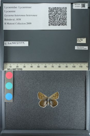 Media type: image;   Entomology 183614